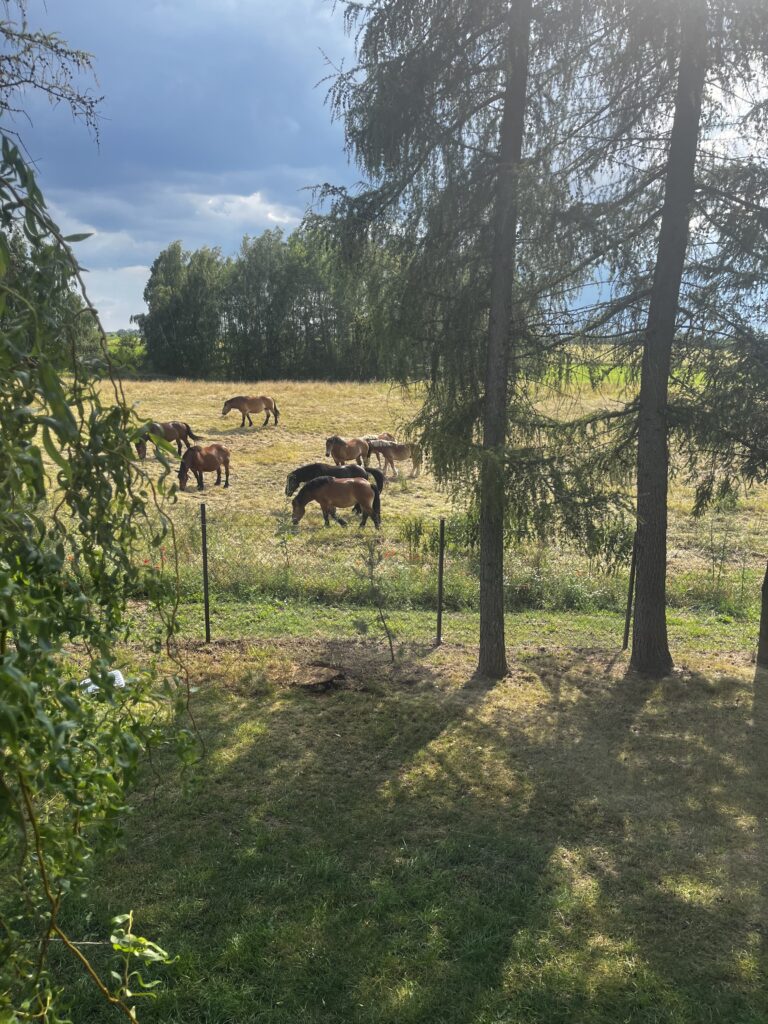 image_B4B57FCA-BC77-43E2-8A9D-D7F061ADC85B_1753163972
